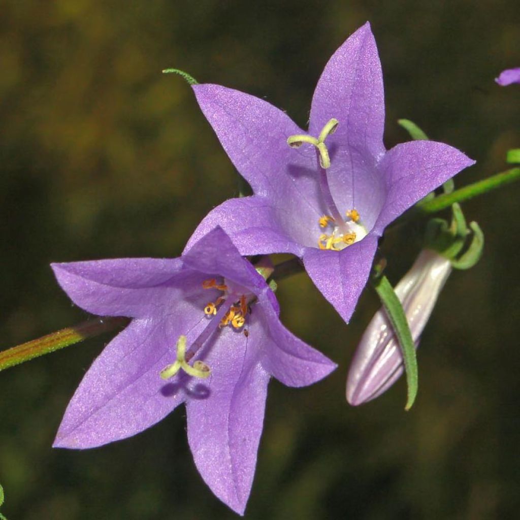 Campanula rapunculoides - Campanule fausse raiponce