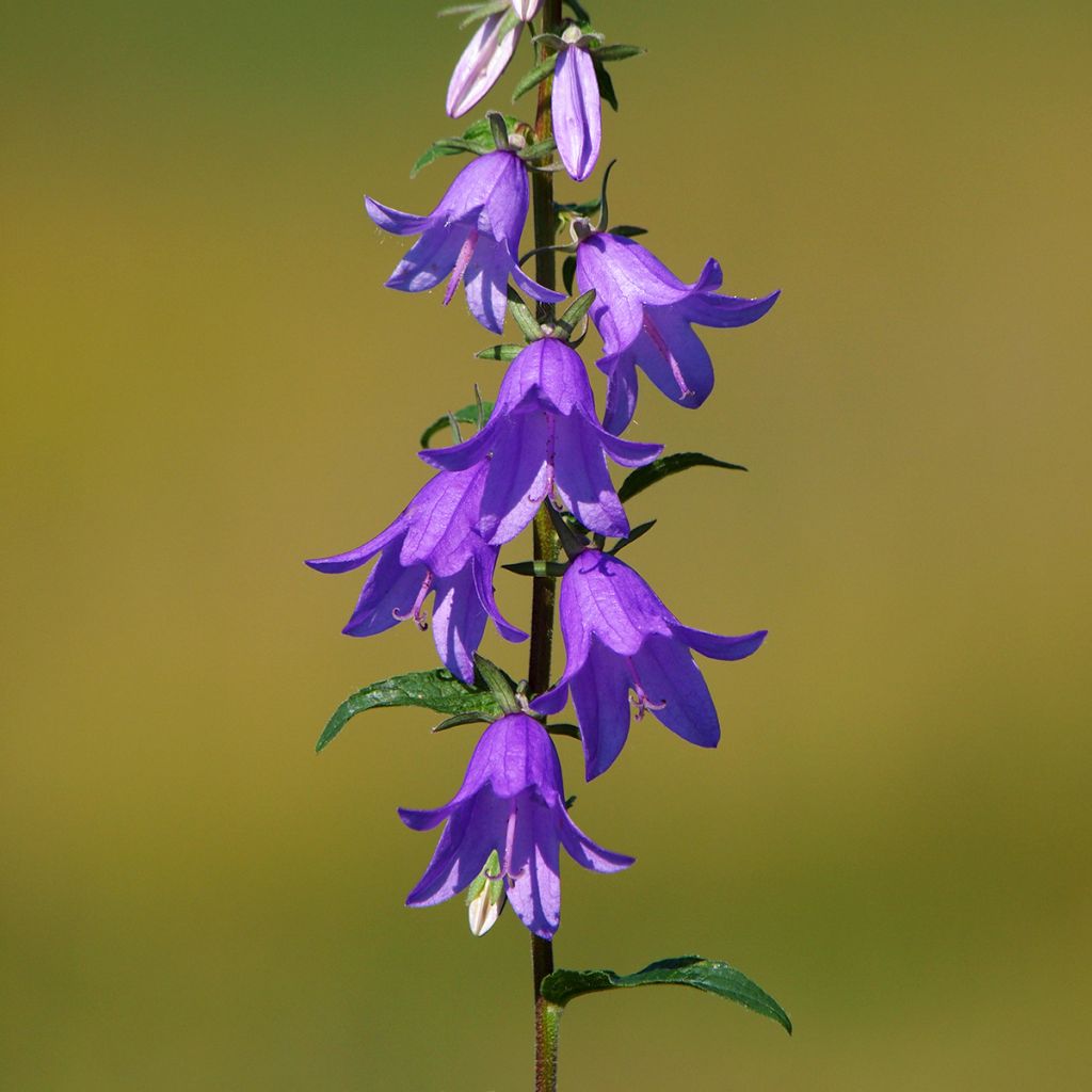 Campanula rapunculoides