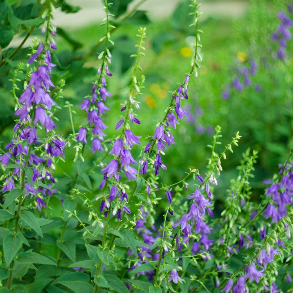 Campanula rapunculoides