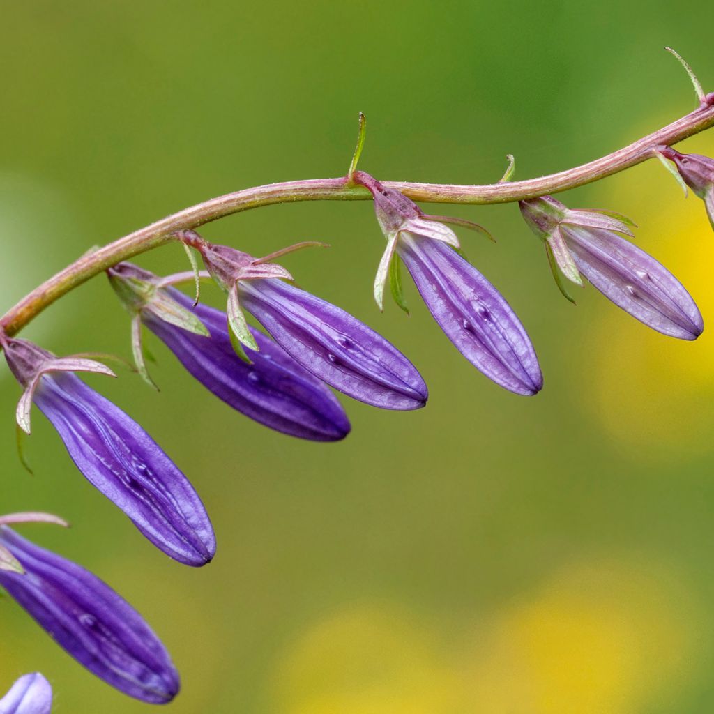 Campanula rapunculoides