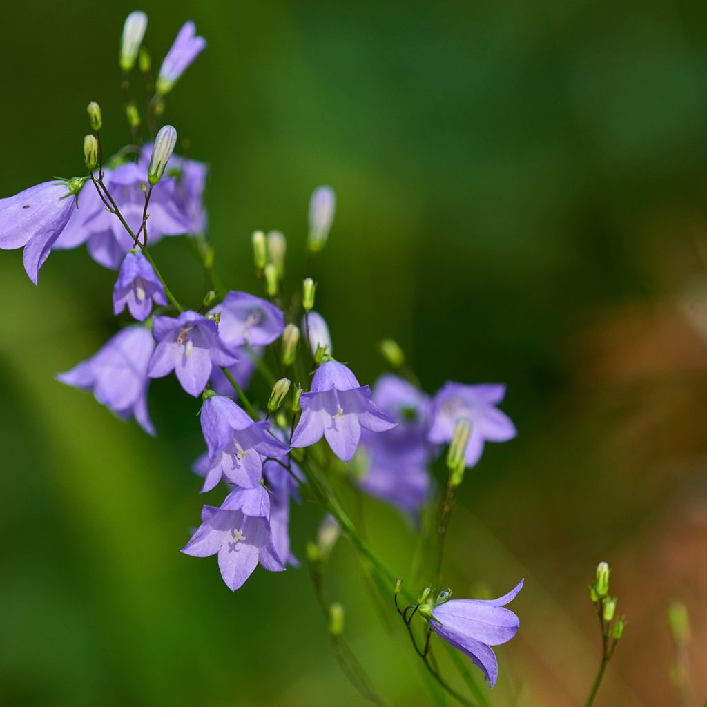 Campanula rotundifolia