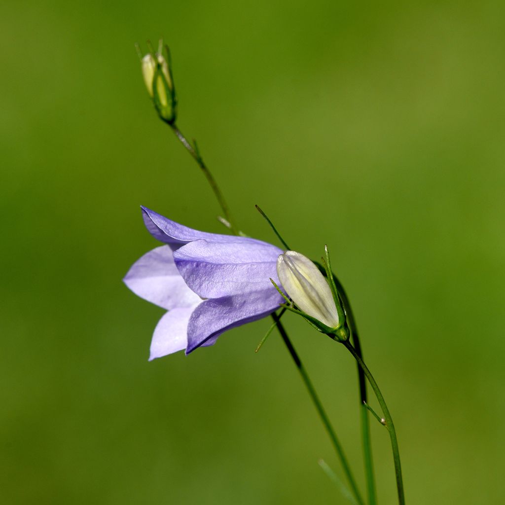 Campanula rotundifolia