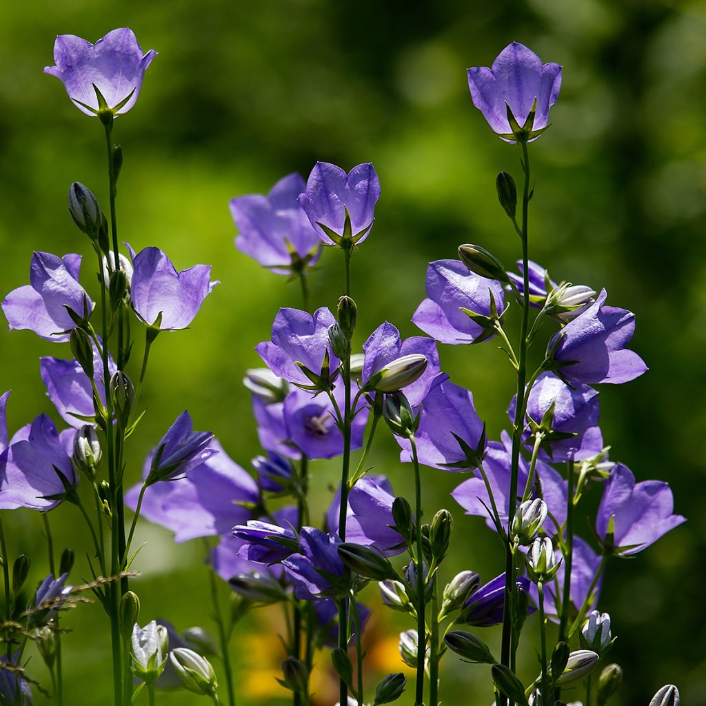 Campanula rotundifolia