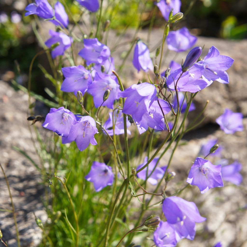 Campanula rotundifolia