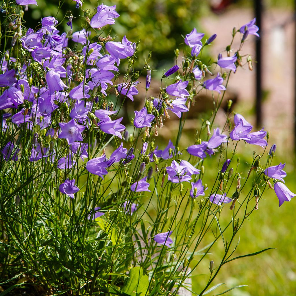 Campanula rotundifolia