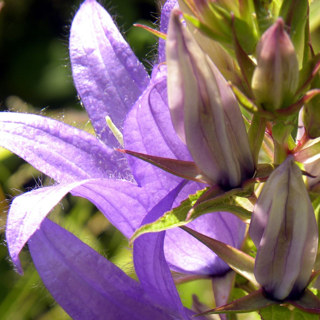 Campanula trachelium - Campanule gantelée