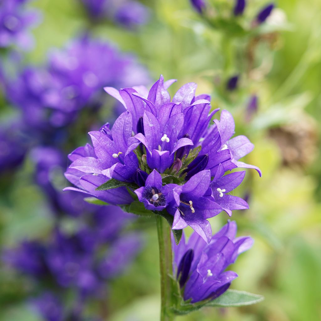 Campanula glomerata Superba