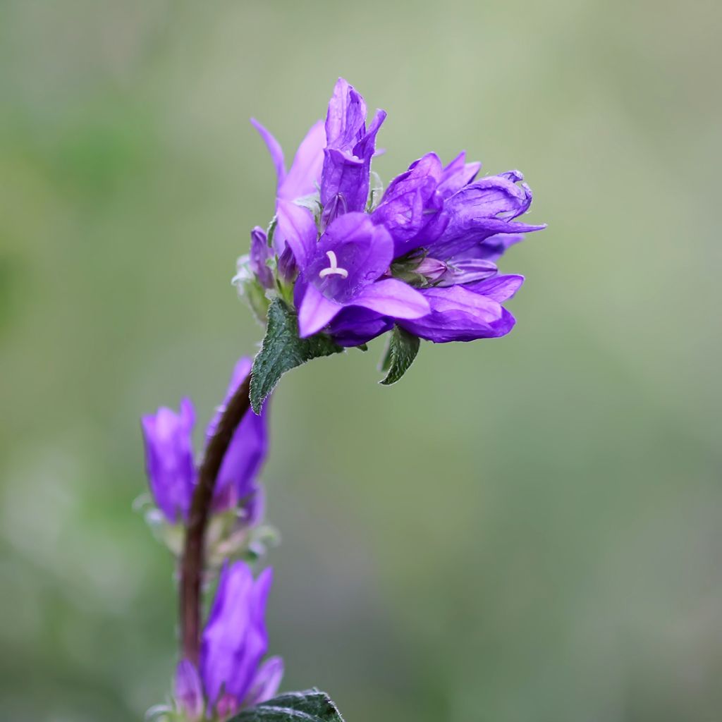 Campanula glomerata Superba