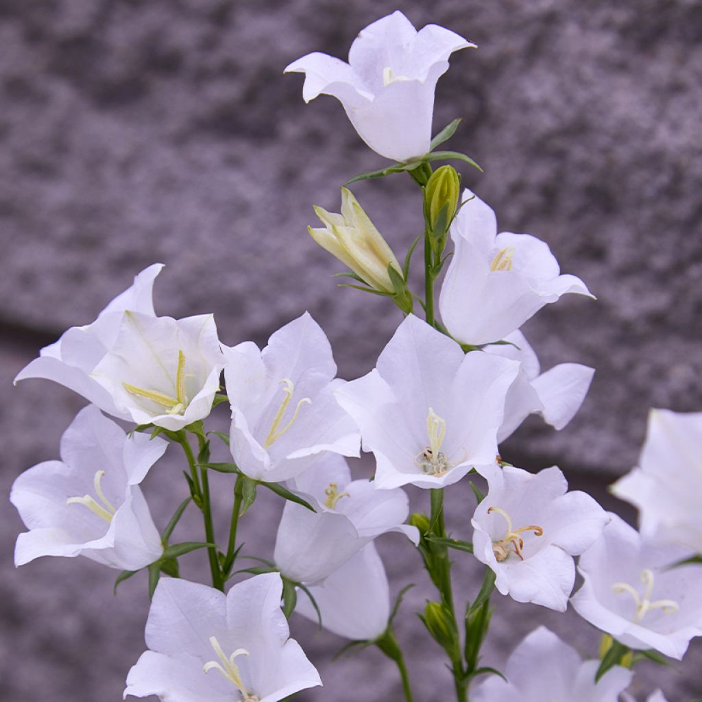 Campanula persicifolia Alba