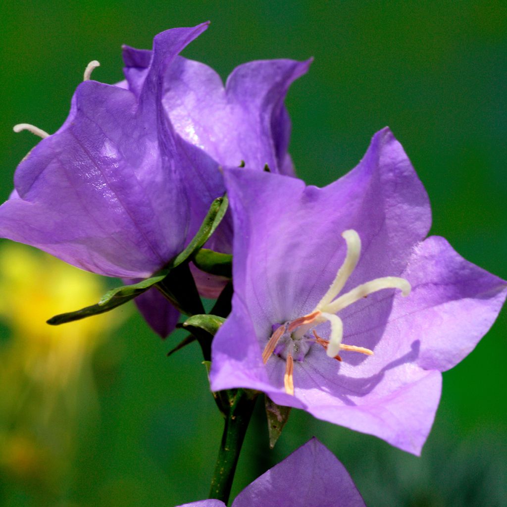 Campanula persicifolia