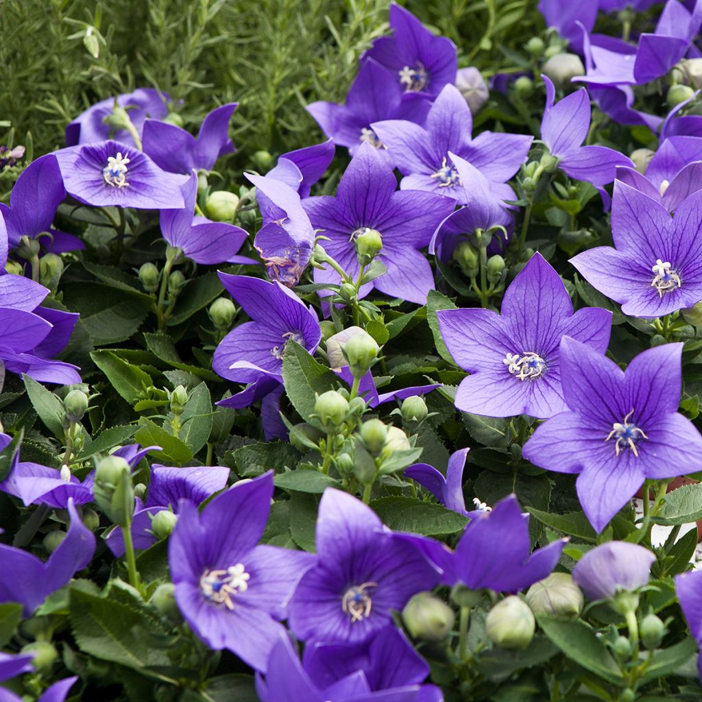 Campanula persicifolia