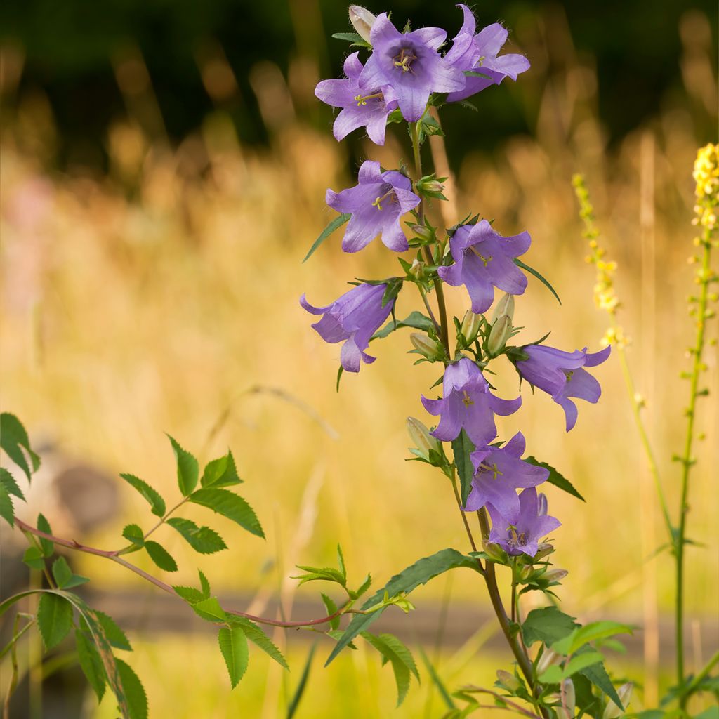 Campanula persicifolia