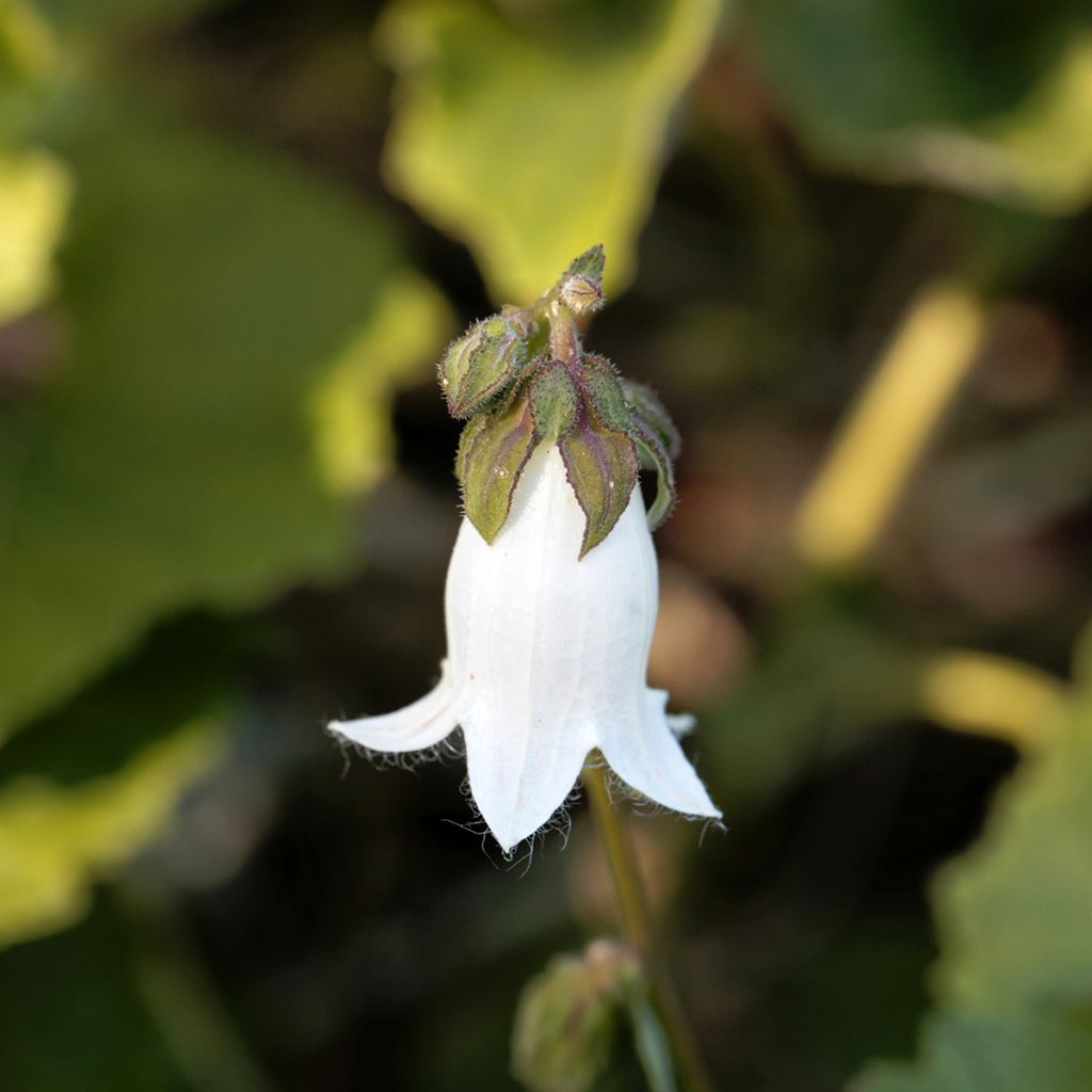 Campanula alliariifolia