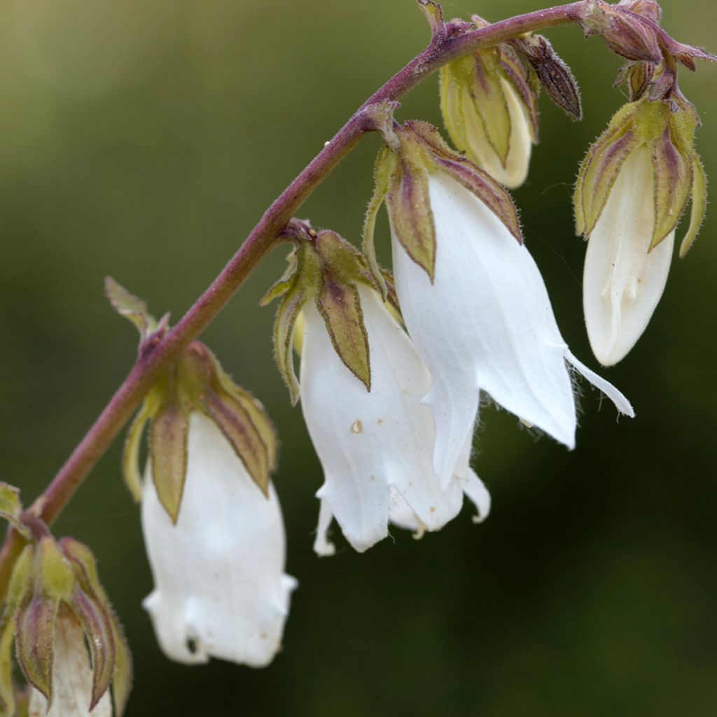 Campanula alliariifolia