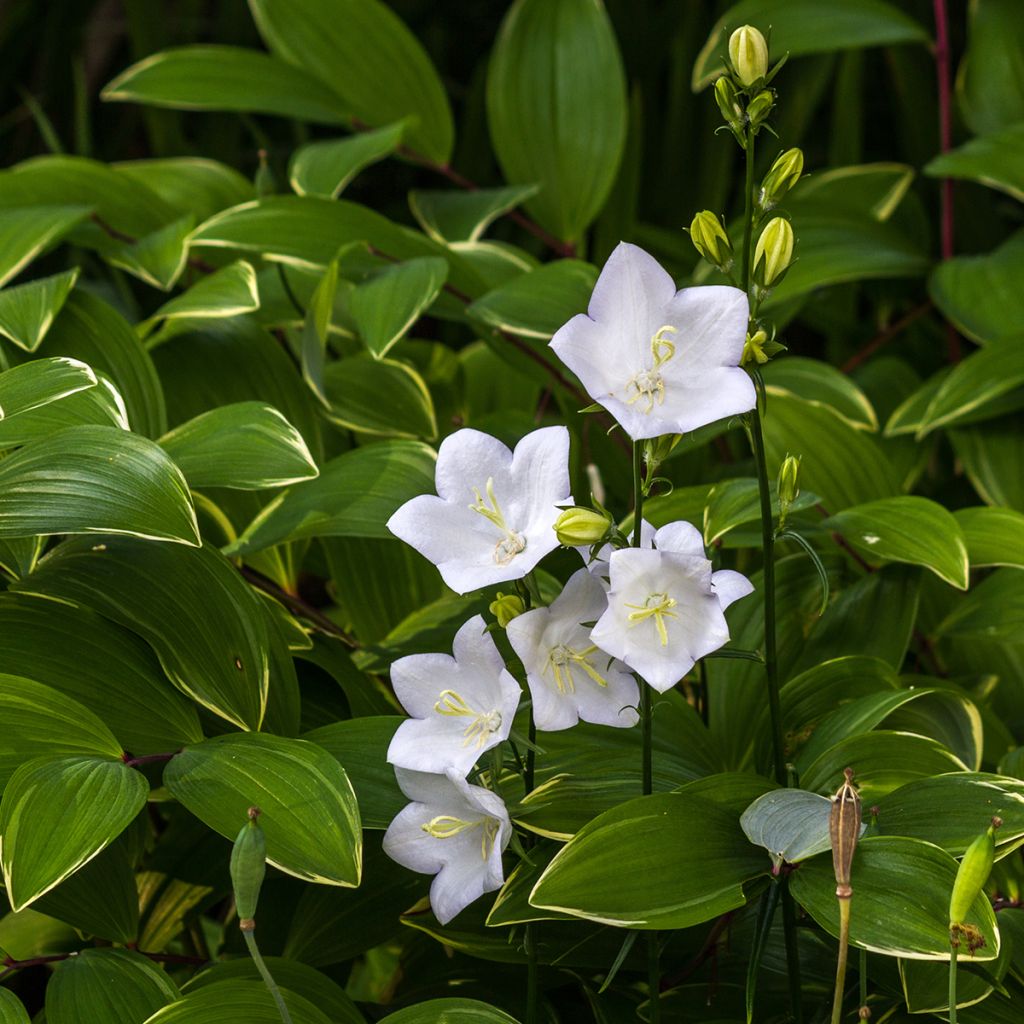 Campanula carpatica Albas