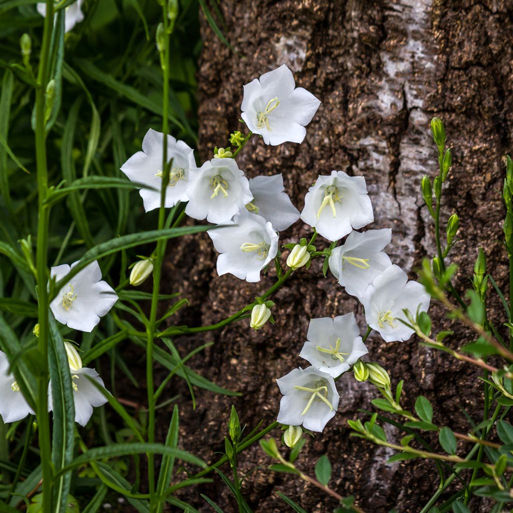 Campanula carpatica Albas