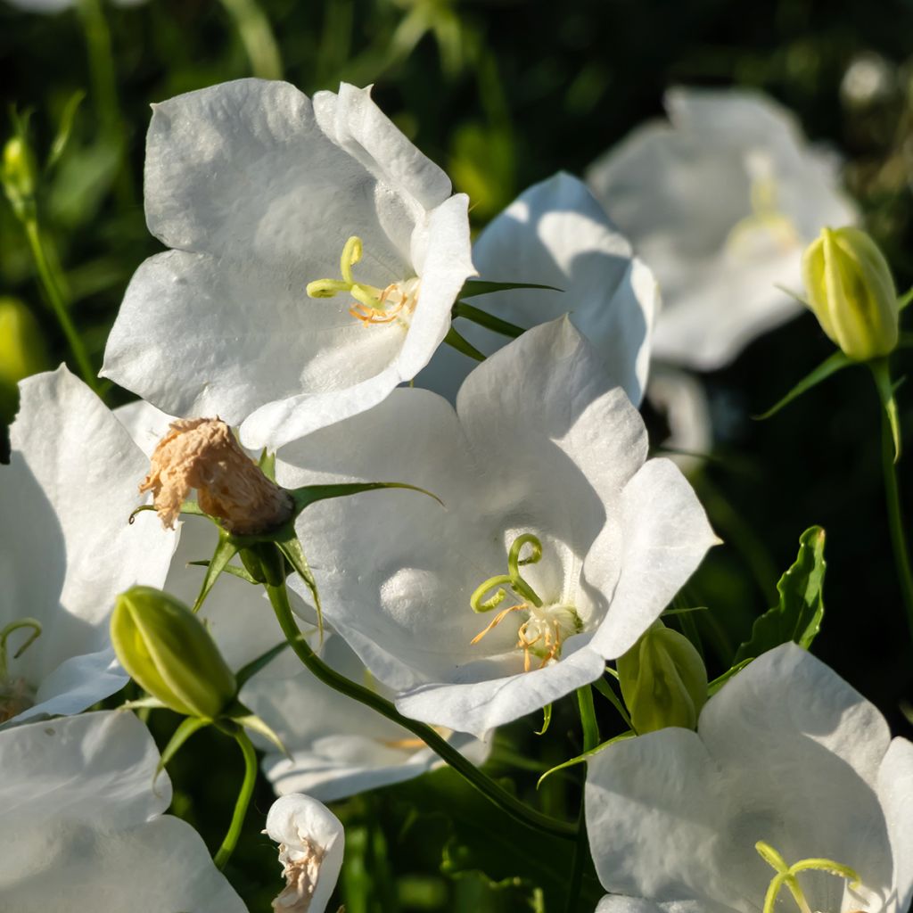 Campanula carpatica Albas