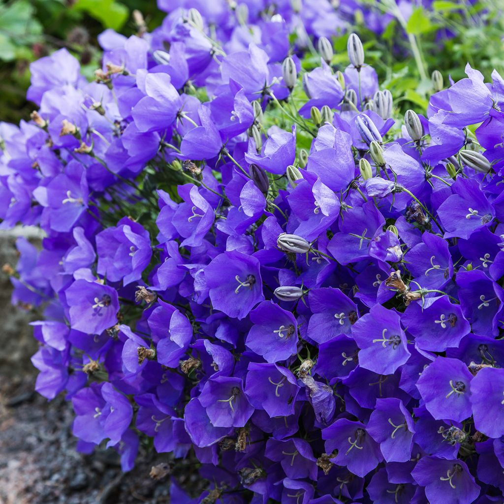 Campanula carpaticas