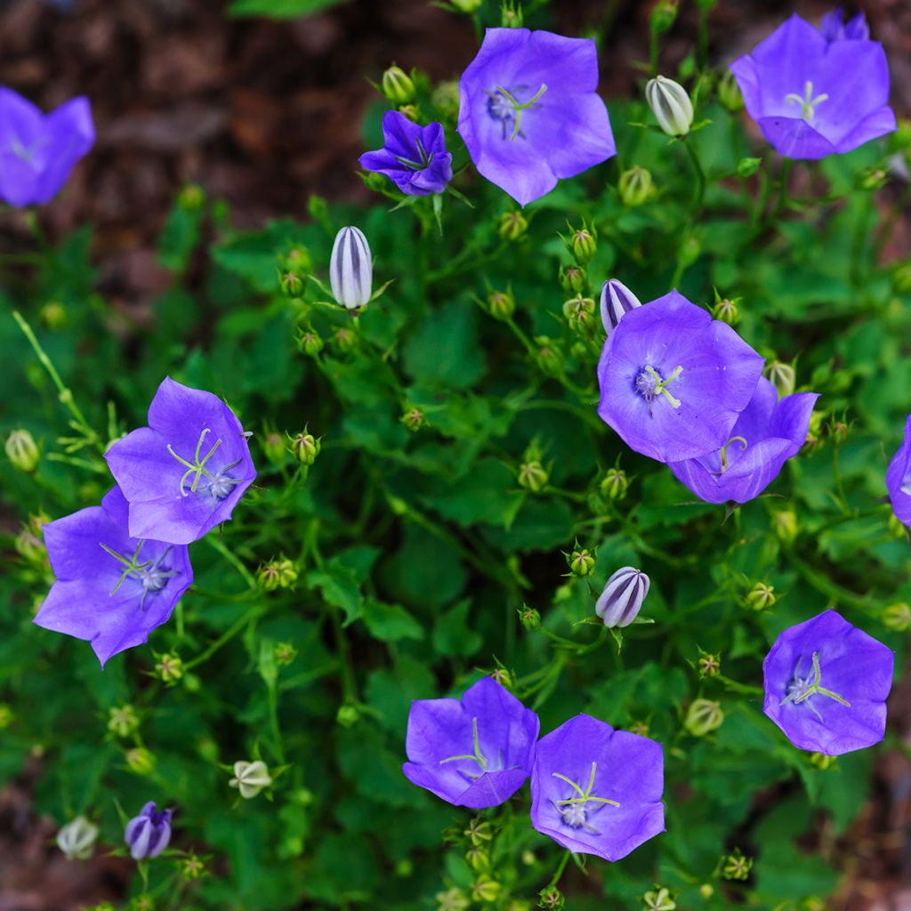 Campanula carpaticas