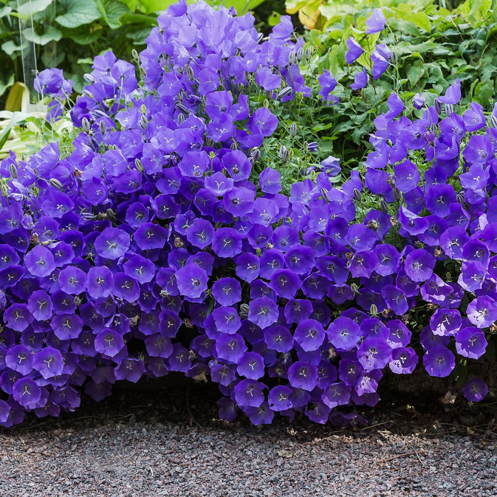 Campanula carpaticas