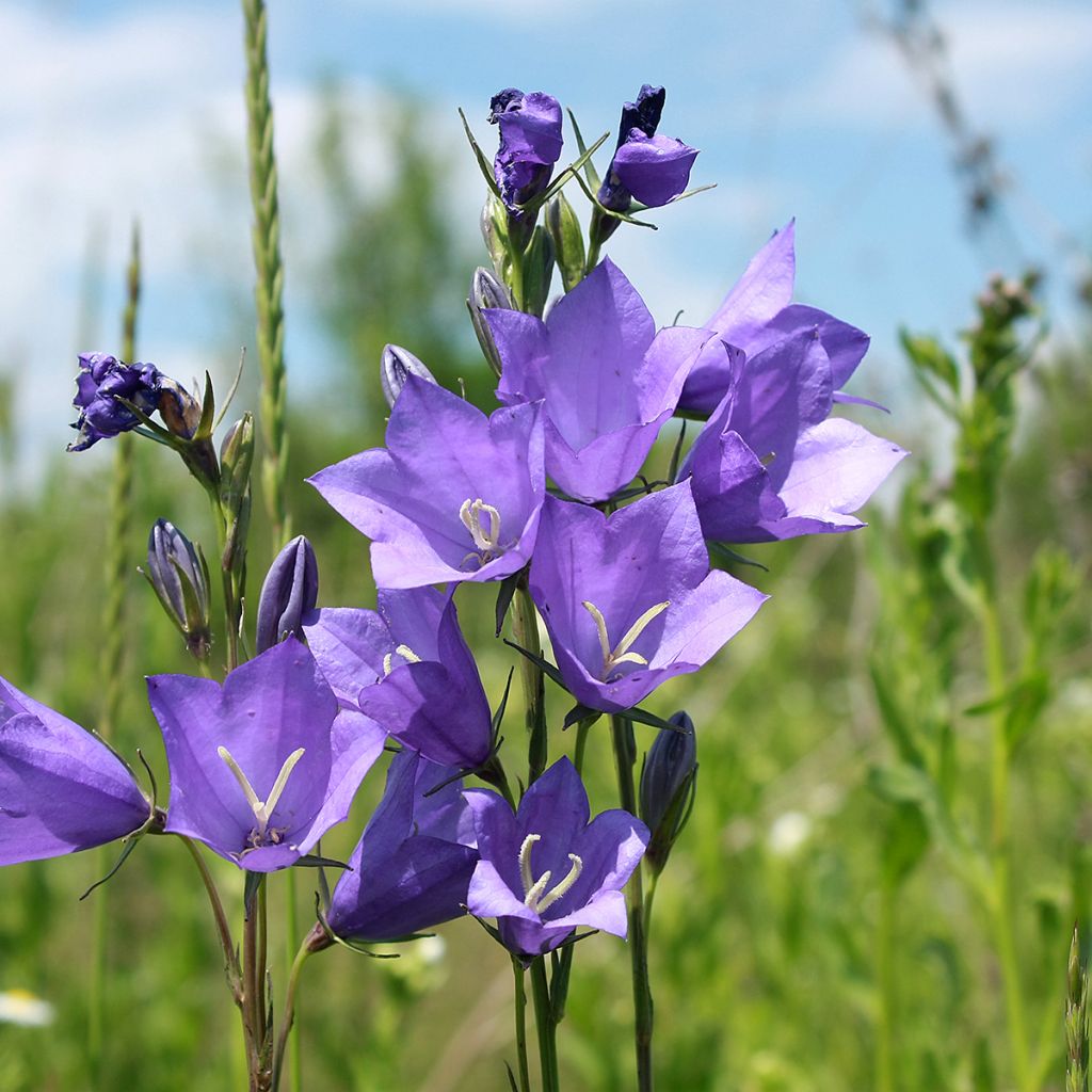 Campanula carpaticas