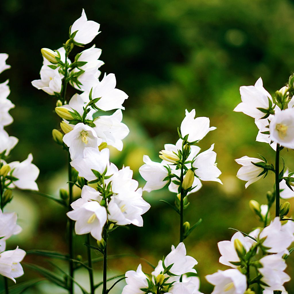 Campanula carpatica Clips Whites