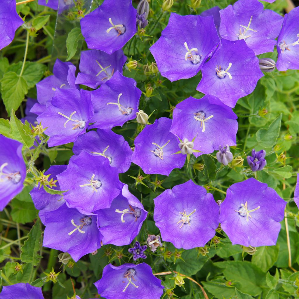 Campanula carpatica Clips bleues