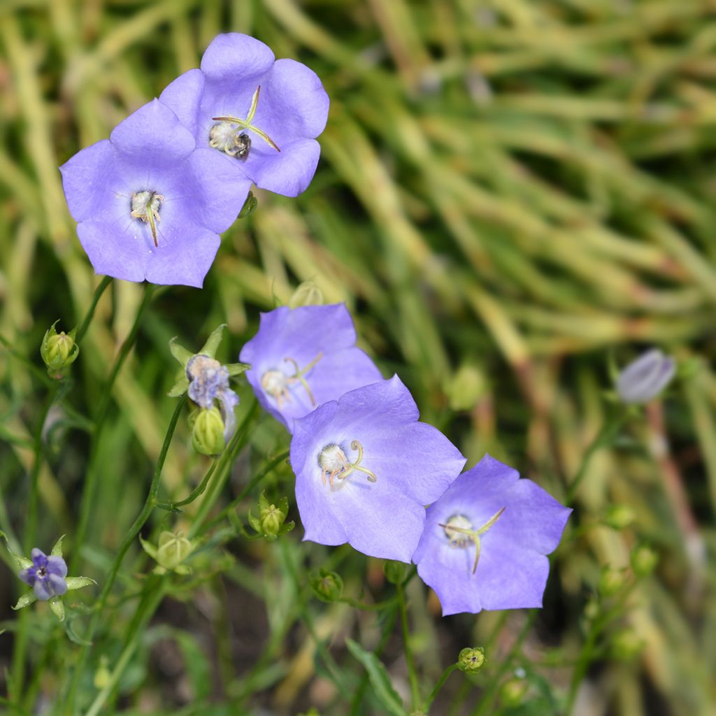 Campanula carpatica Clips bleues