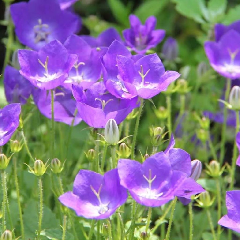 Campanula carpatica Clips bleues