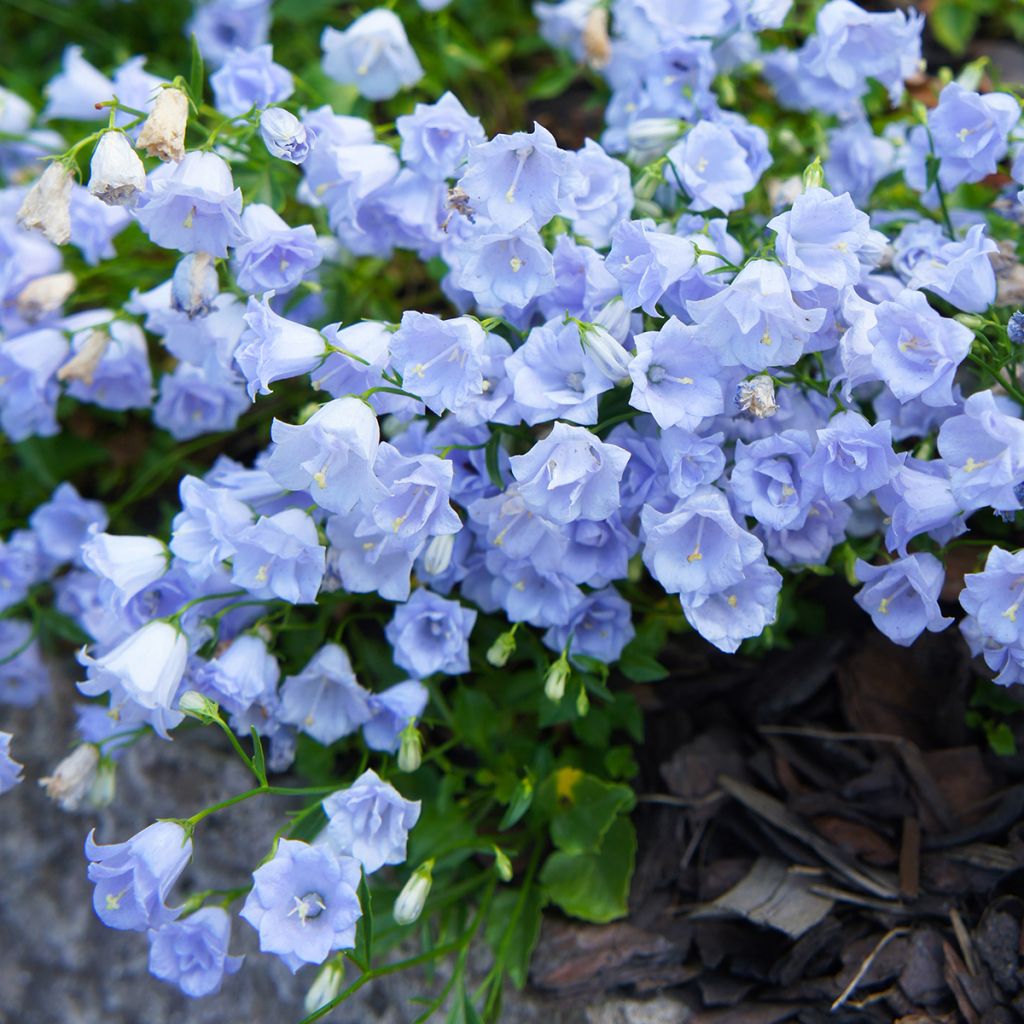 Campanula cochleariifolia Elizabeth Oliver