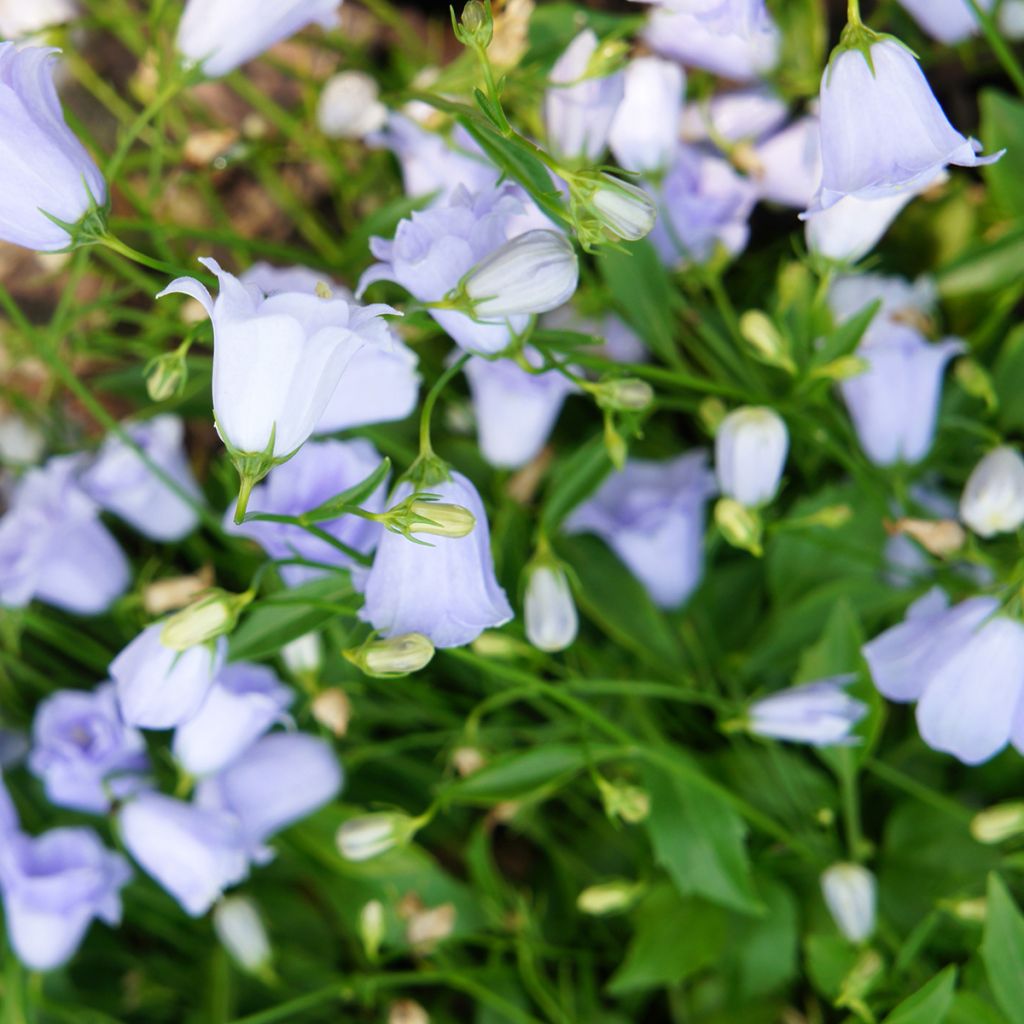 Campanula cochleariifolia Elizabeth Oliver