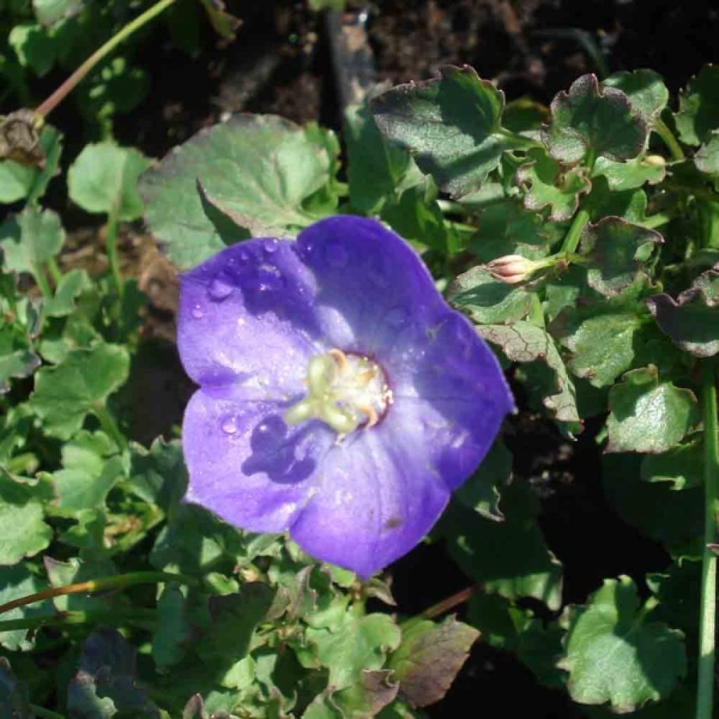 Campanule - Campanula Royal Wave