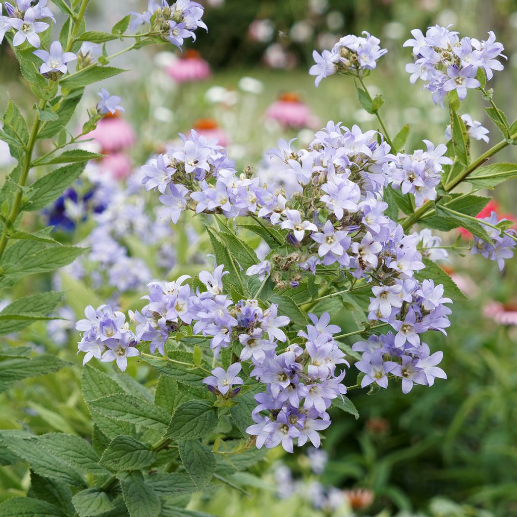 Campanula lactiflora