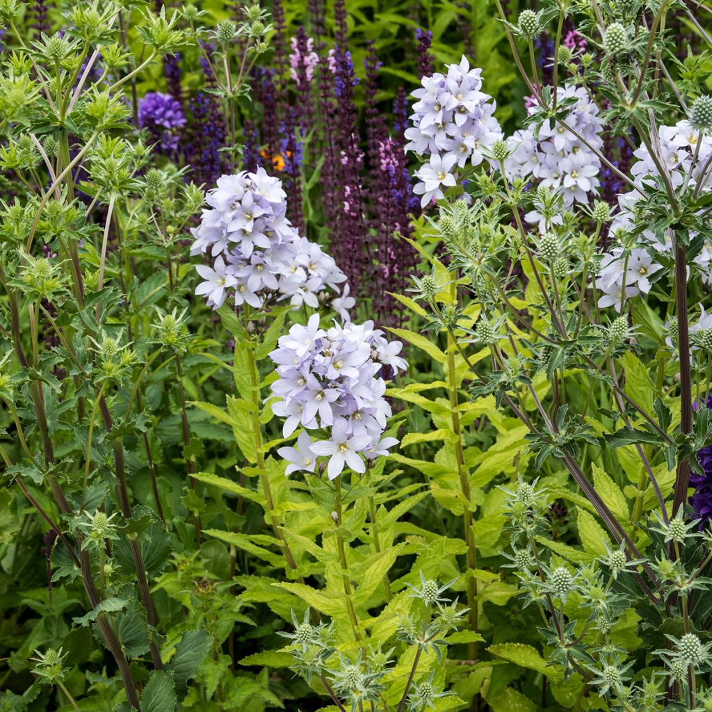 Campanula lactiflora Loddon Anna