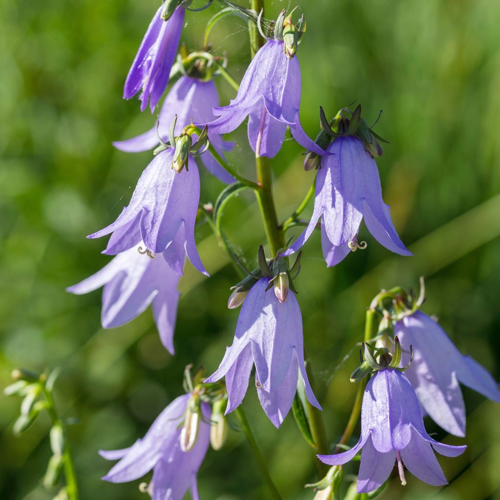 Campanula latifolia var. macrantha