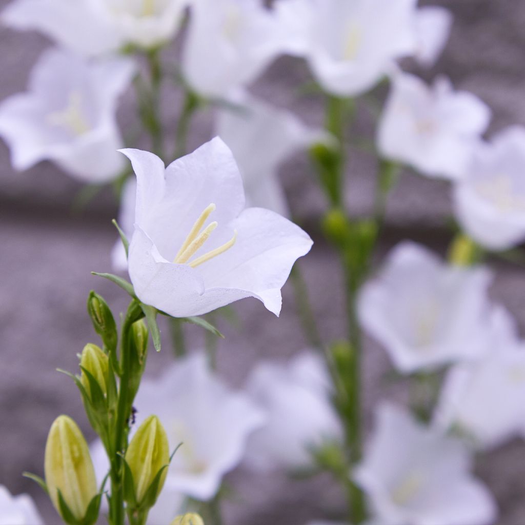 Campanule percisifolia var. planiflora f.alba