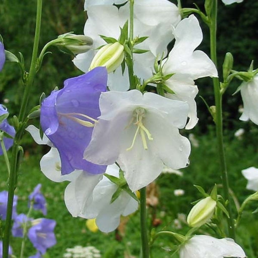 Campanule à feuilles de pêcher - Campanula persicifolia Alba