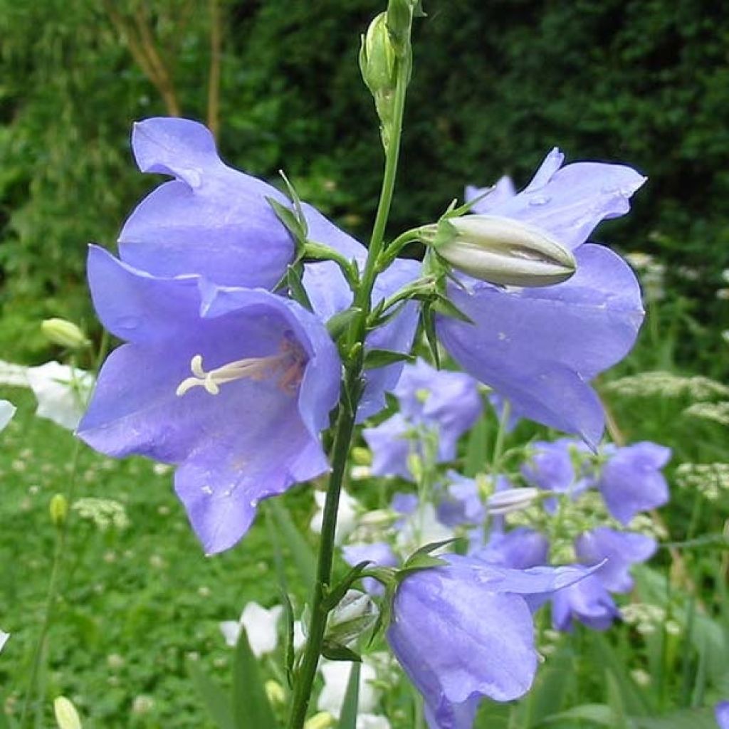 Campanule à feuilles de pêcher - Campanula persicifolia