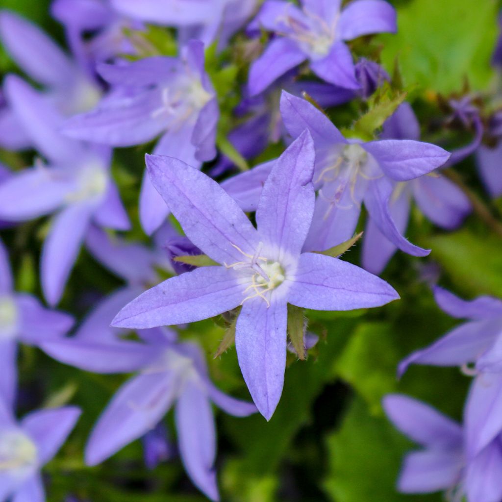 Campanula poscharskyana