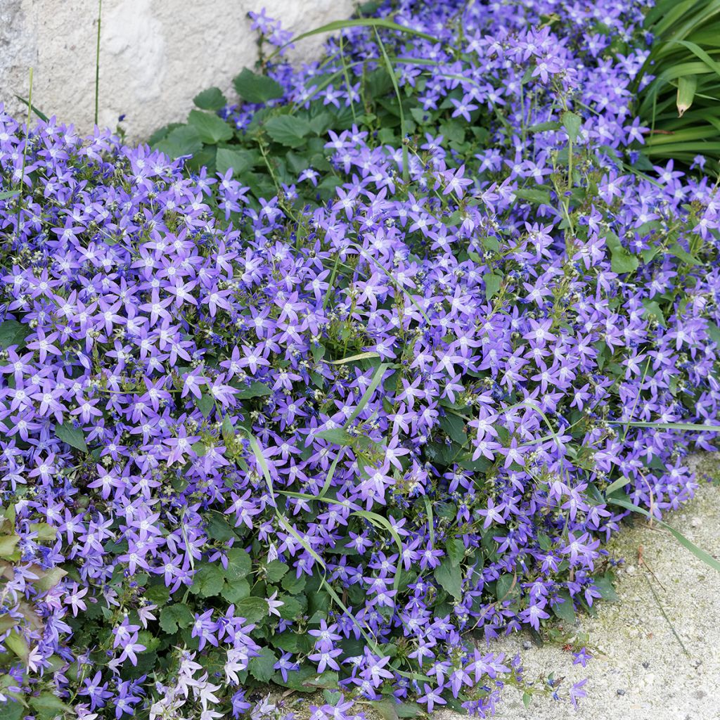 Campanula poscharskyana