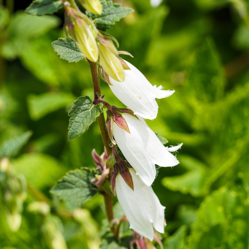 Campanula takesimana Alba