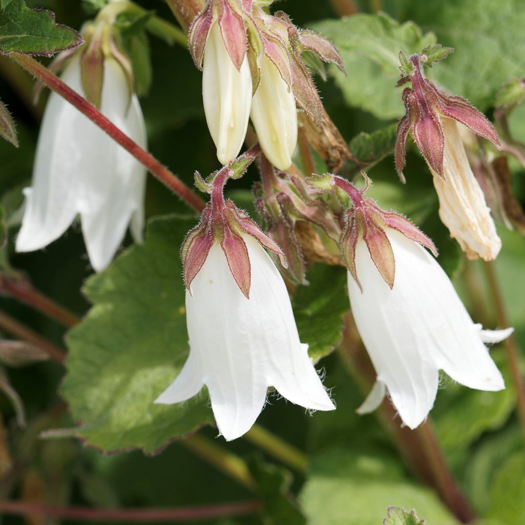 Campanula takesimana Alba