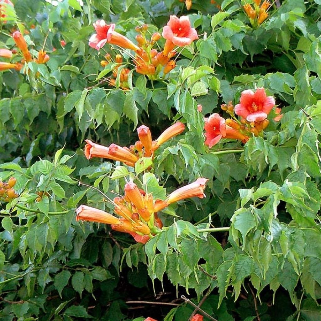 Enredadera de trompeta - Campsis radicans