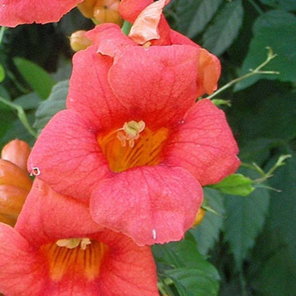 Bignone de Virginie Radicans, Campsis radicans