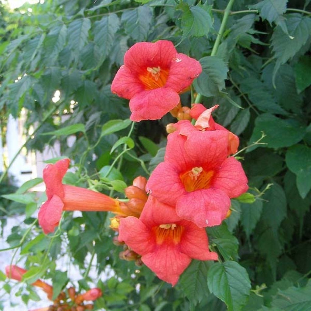 Enredadera de trompeta - Campsis radicans