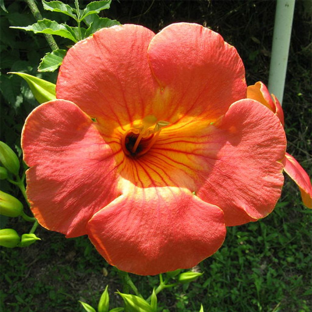 Campsis grandiflora - Bignone à grandes fleurs