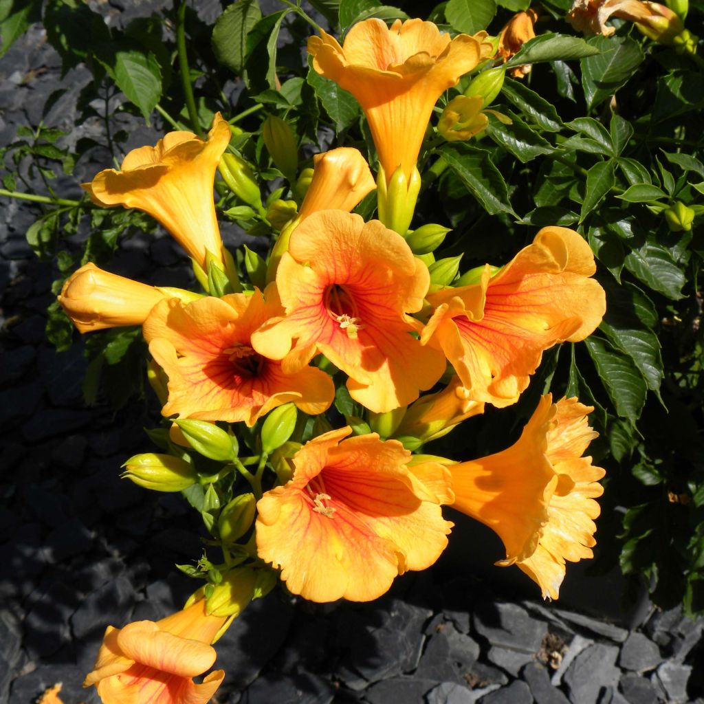 Bignone - Campsis radicans Summer Jazz Gold