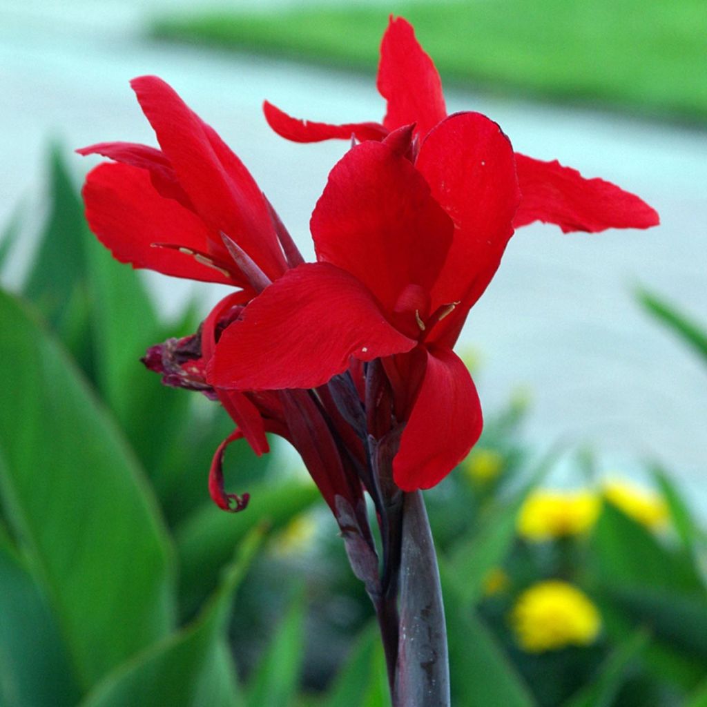 Canna Firebird - Balisier rouge vermillon