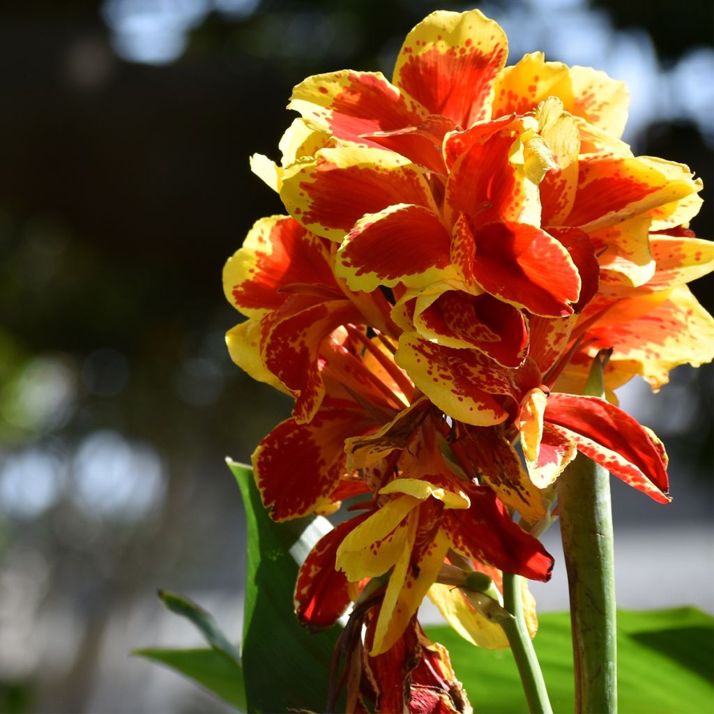 Canna Queen Charlotte = Reine Charlotte - Balisier