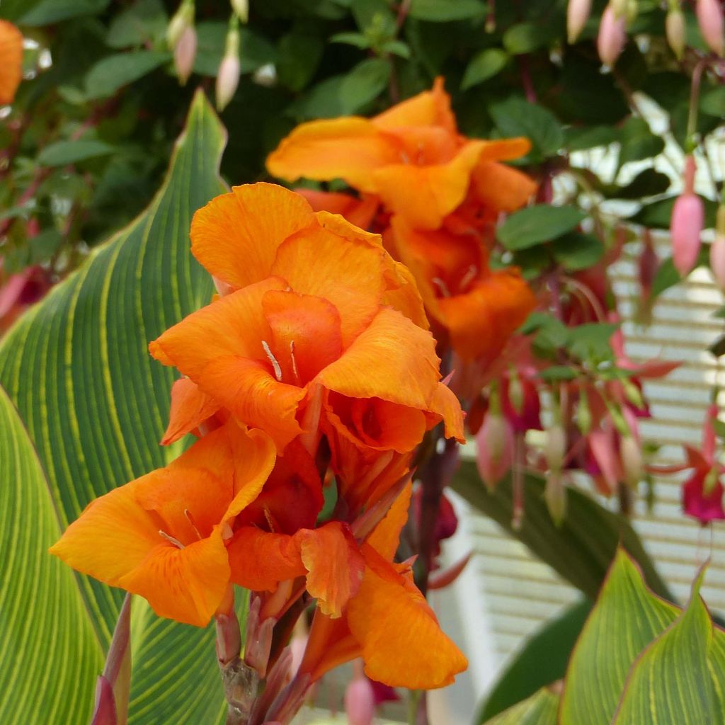 Canna Striata - Balisier strié.